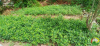 pã©piniã¨re pnat maroua 1